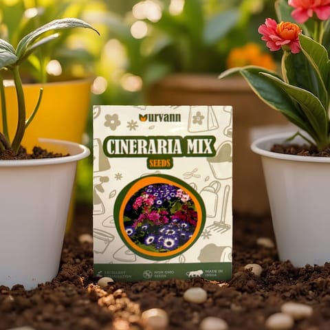 Cineraria Mixed Seeds - GMO Free | Excellent Germination | Easy to Grow | Vibrant Blooms