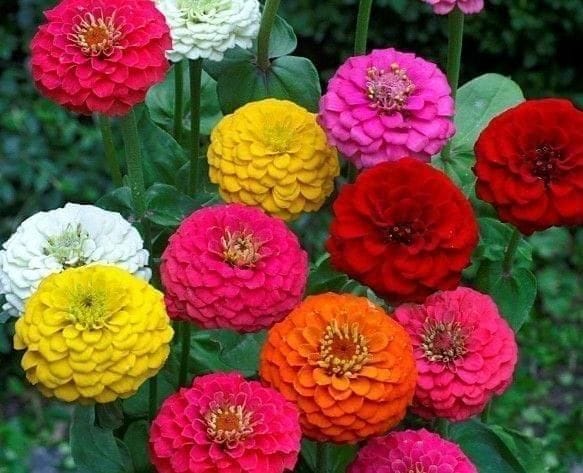 Zinnia Mixed Seeds - Excellent Germination Summer Seeds
