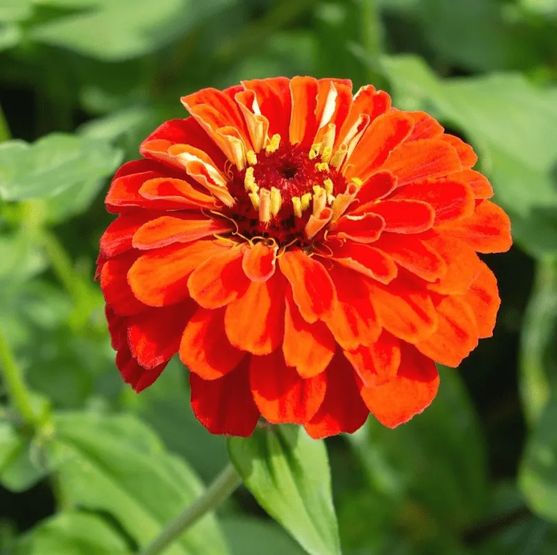 Zinnia Orange Seeds  - Excellent Germination Summer Seeds