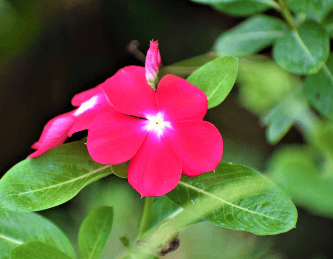 Vinca Pink & White Seeds - Excellent Germination