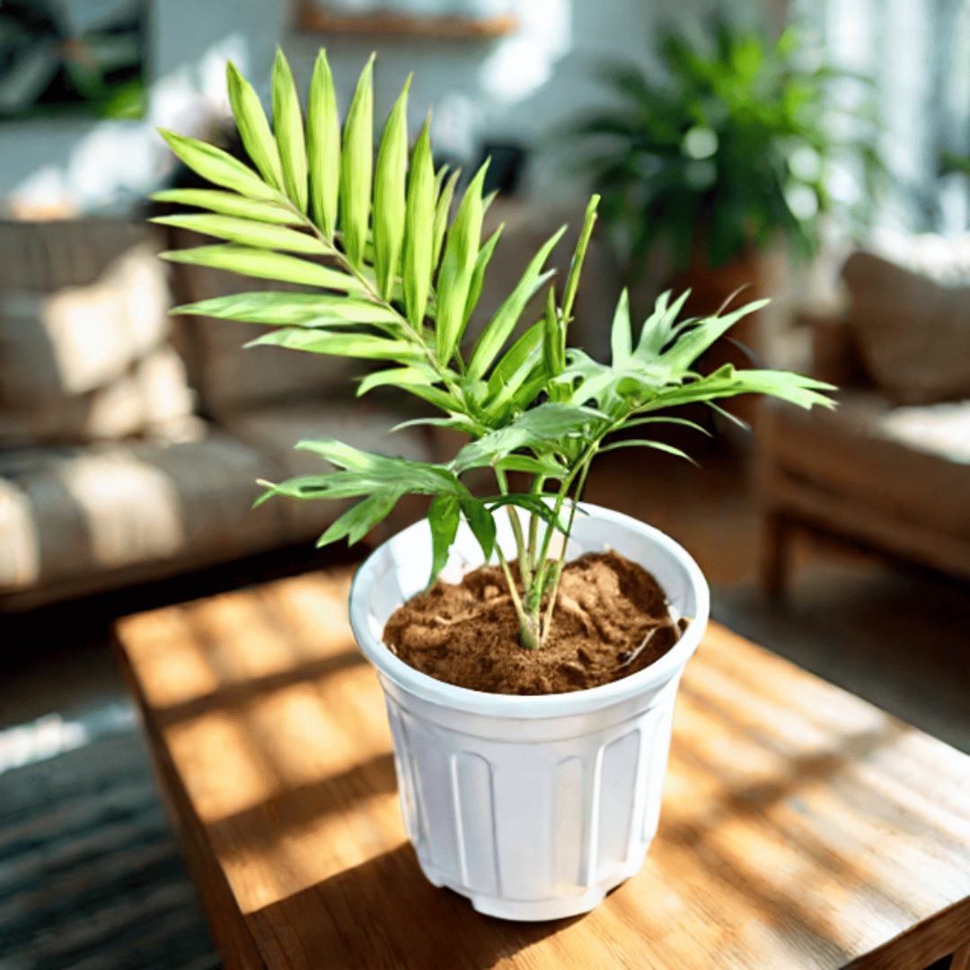 Chameadorea Palm in 6 Inch White Super Nursery Pot