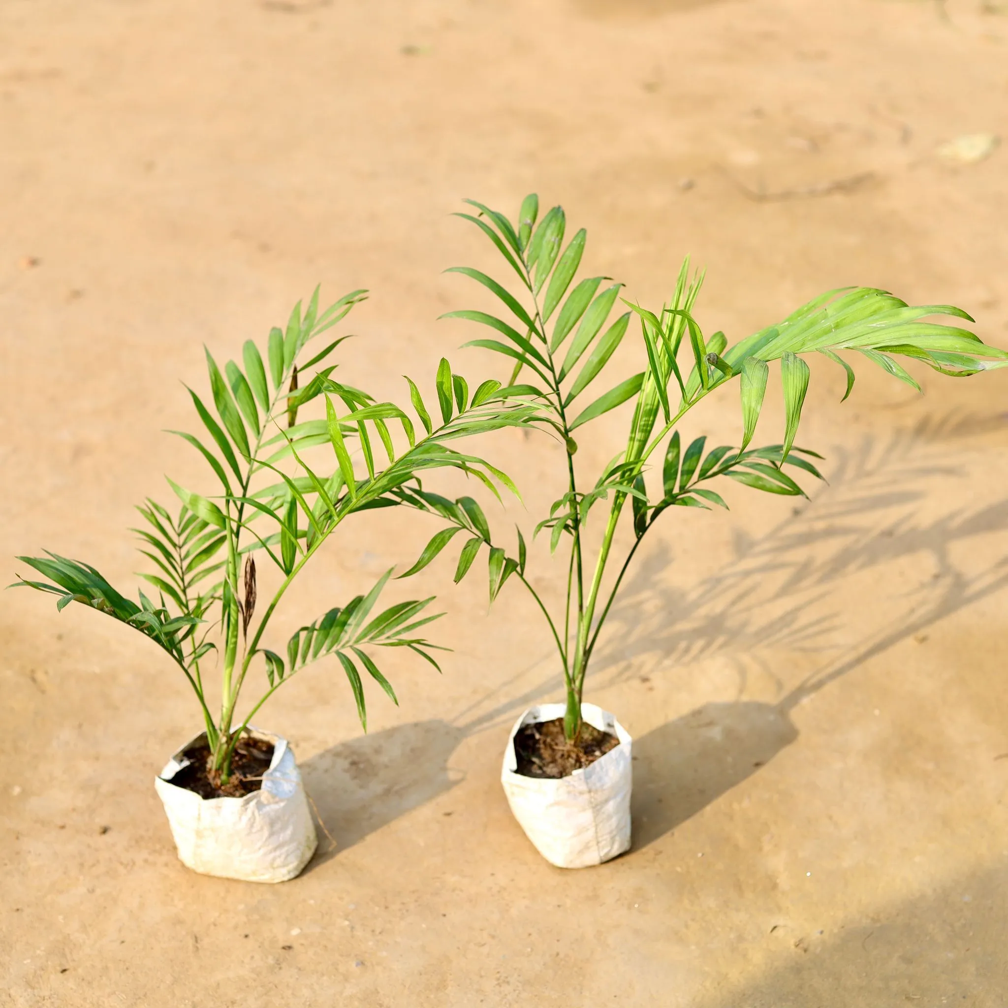Set of 2 - Chameadorea Palm in 4 inch Nursery Bag