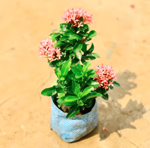 Ixora pink in 6 Inch Nursery Bag Ixora pink in 6 Inch Nursery Bag