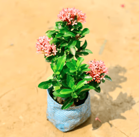 Ixora pink in 6 Inch Nursery Bag