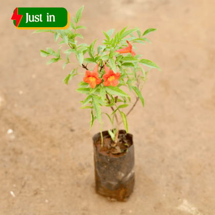 Tecoma Compensis red Pune Variety in 4 Inch Nursery Bag