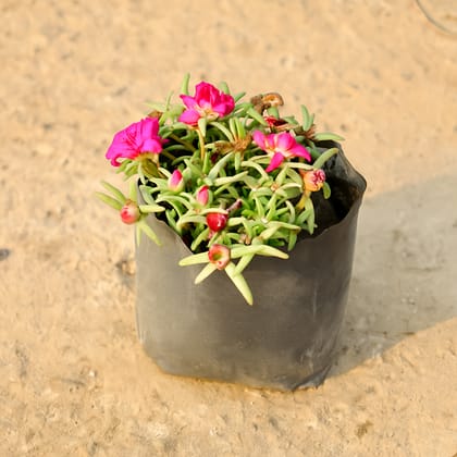 Portulaca Moss Rose (Any Colour) in 4 Inch Nursery Bag