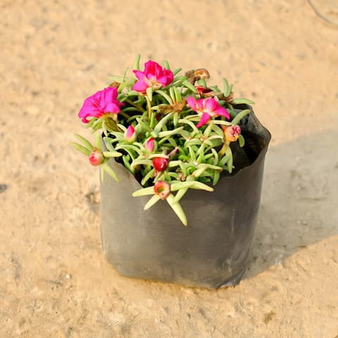 Portulaca Moss Rose (Any Colour) in 4 Inch Nursery Bag