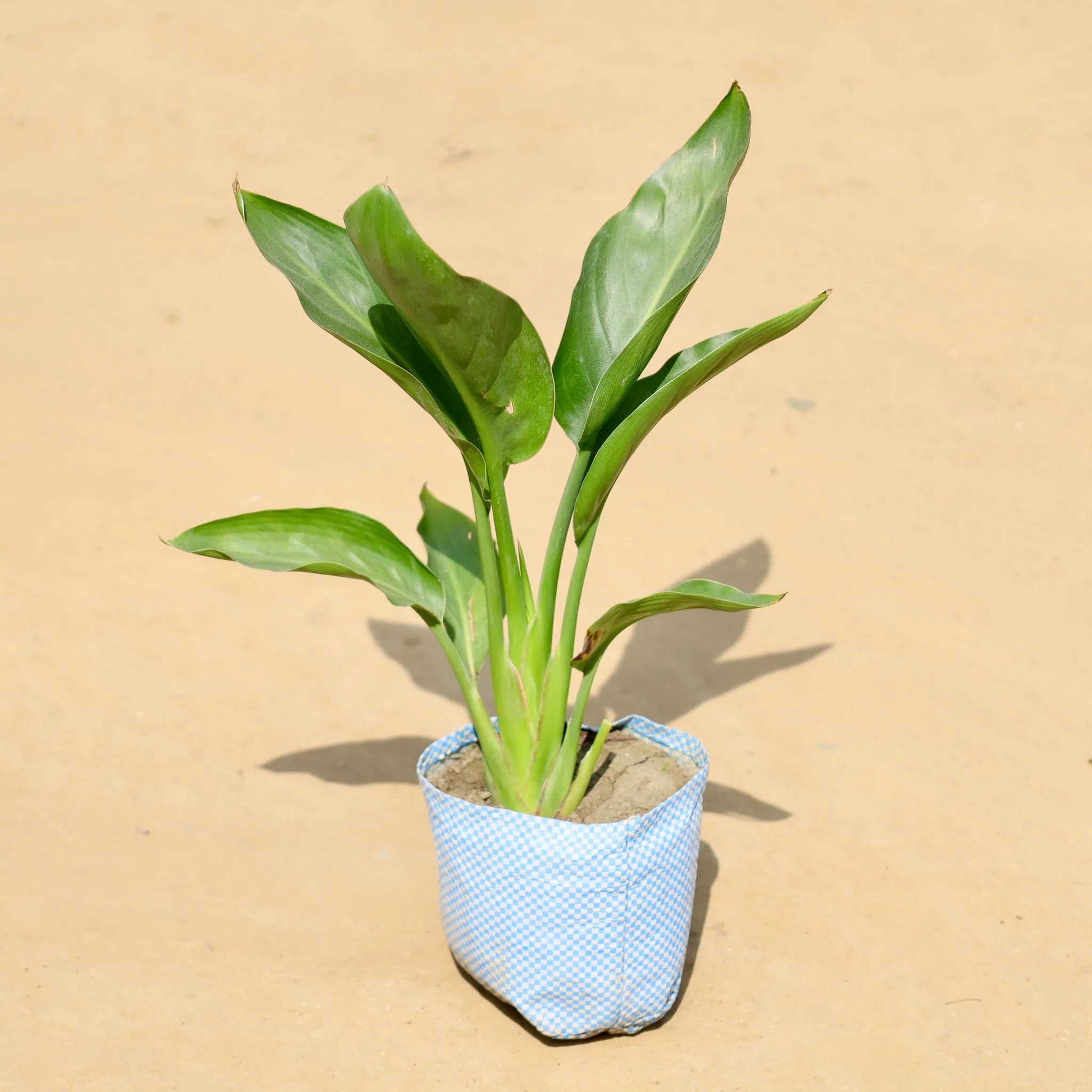Bird of  Paradise  in 4 Inch Nursery Bag