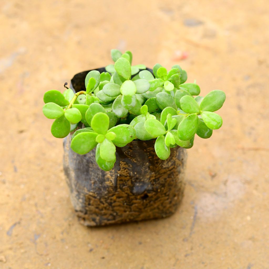 Jade in 4 Inch Nursery Bag