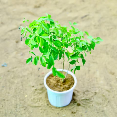 Aparajita / Asian Pigeonwings Blue in 6 Inch white Nursery Pot
