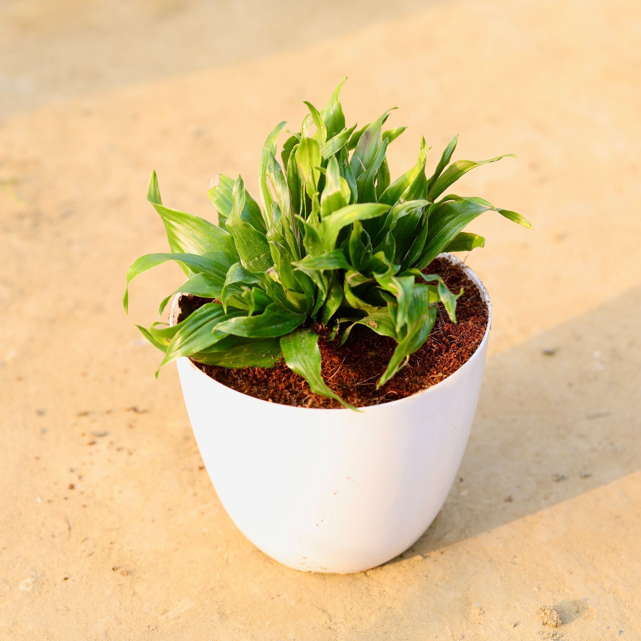 Dracaena Compacta in 6 Inch White Premium Orchid Round Plastic Pot