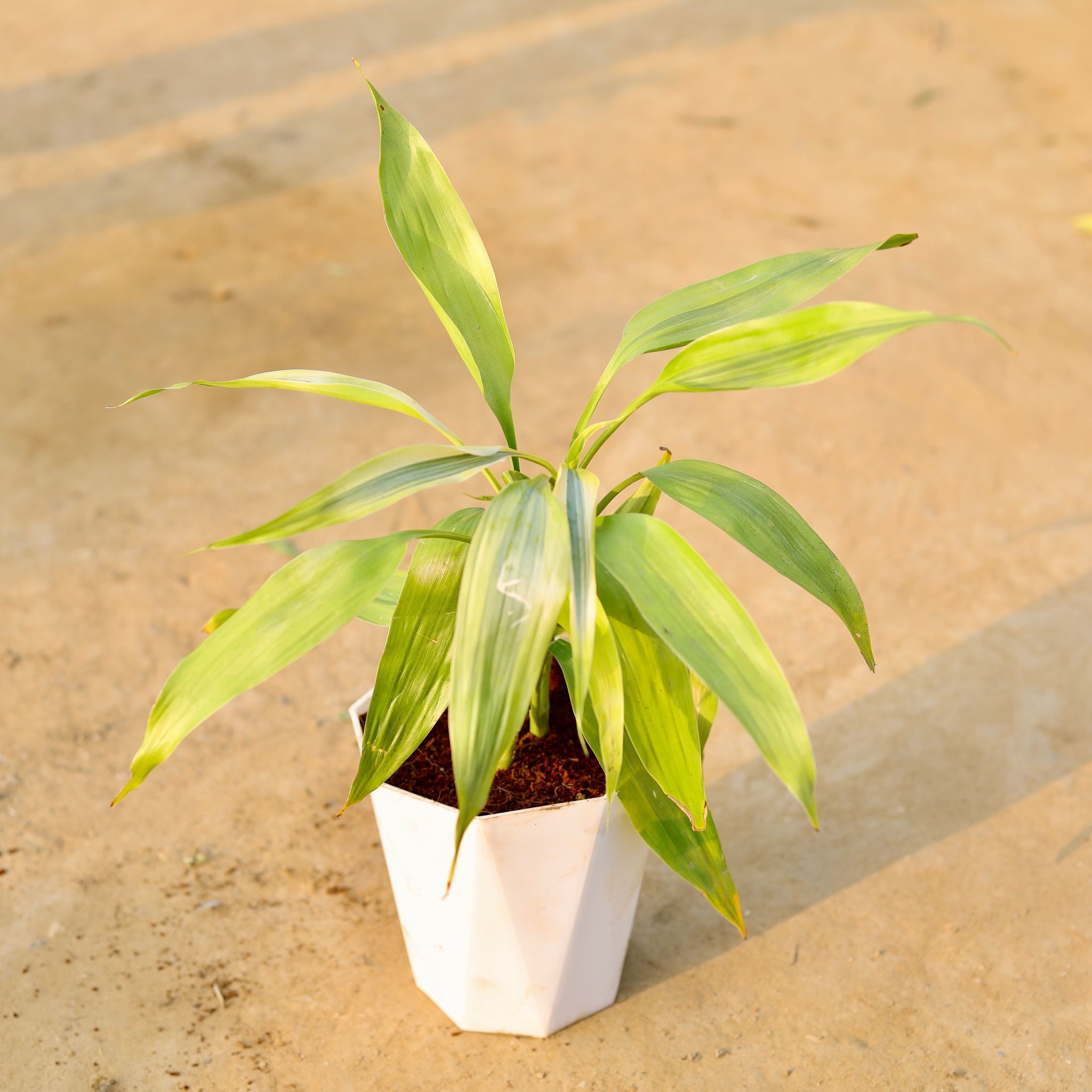 Golden Lucky Bamboo in 6 Inch Marble White Premium Diamanti Plastic Pot