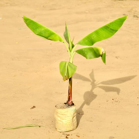 Holy Banana / Kela Dwarf in 5 Inch Nursery Bag