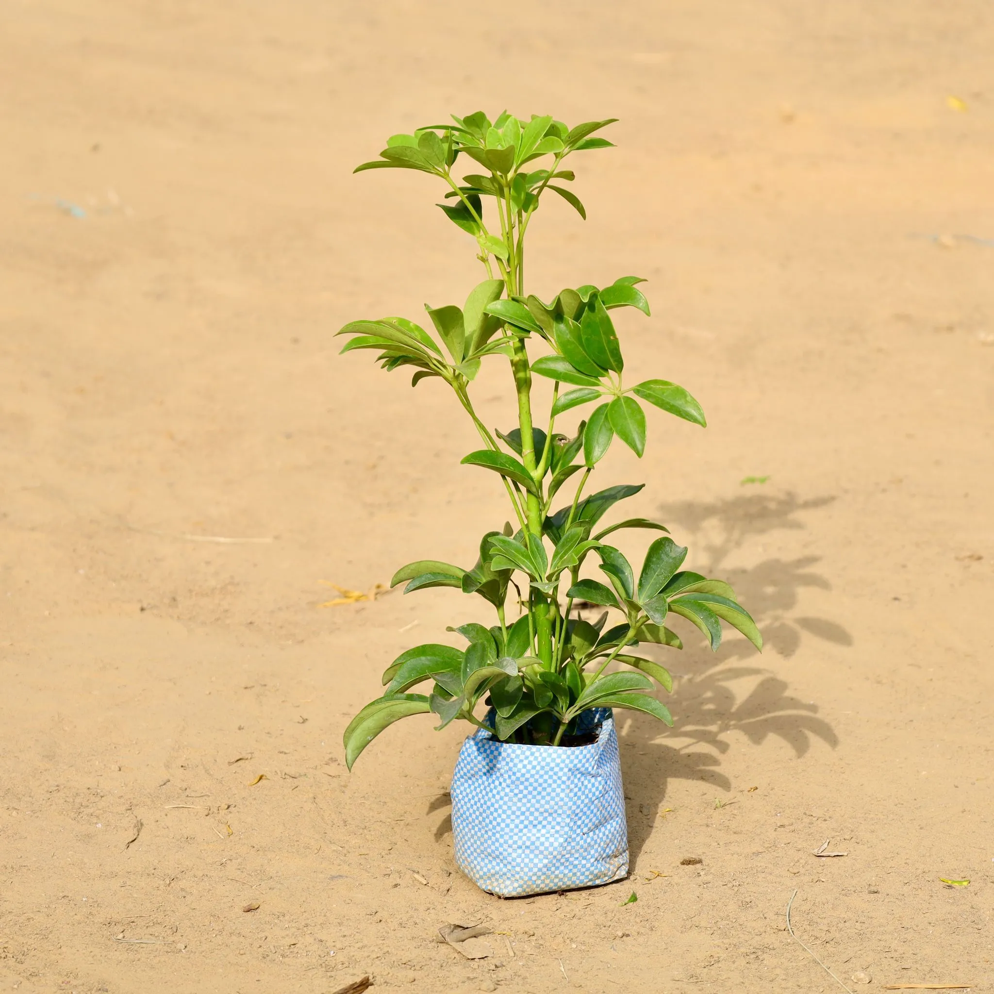 Schefflera Green in 3 inch Nursery Bag