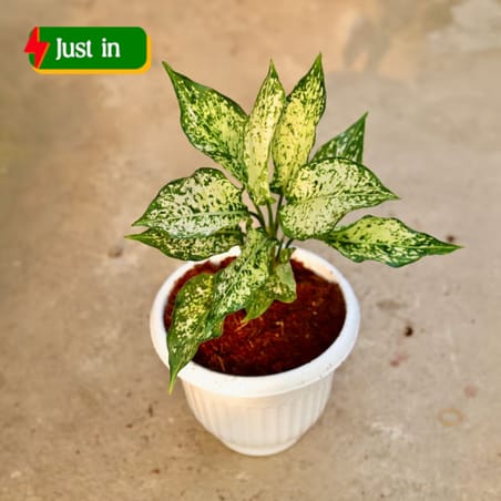 Aglaonema Snow White in 8 Inch White Olive Plastic Pot