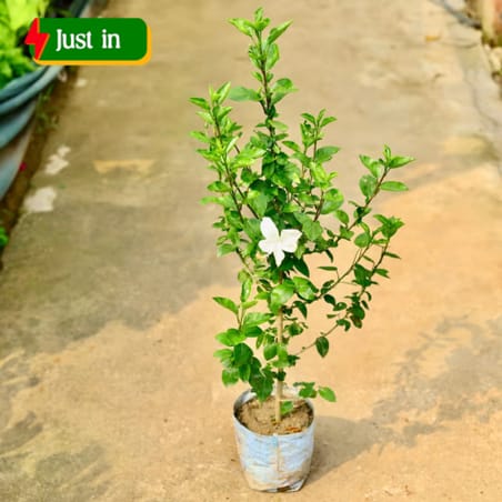Hibiscus / Gudhal White in 8 Inch Nursery Bag Hibiscus / Gudhal White in 8 Inch Nursery Bag