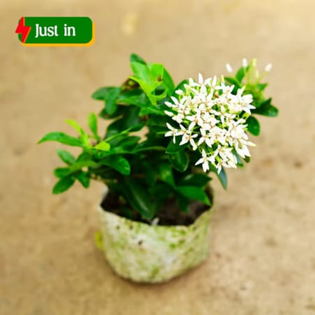 Ixora Dwarf White in 4 Inch Nursery Bag