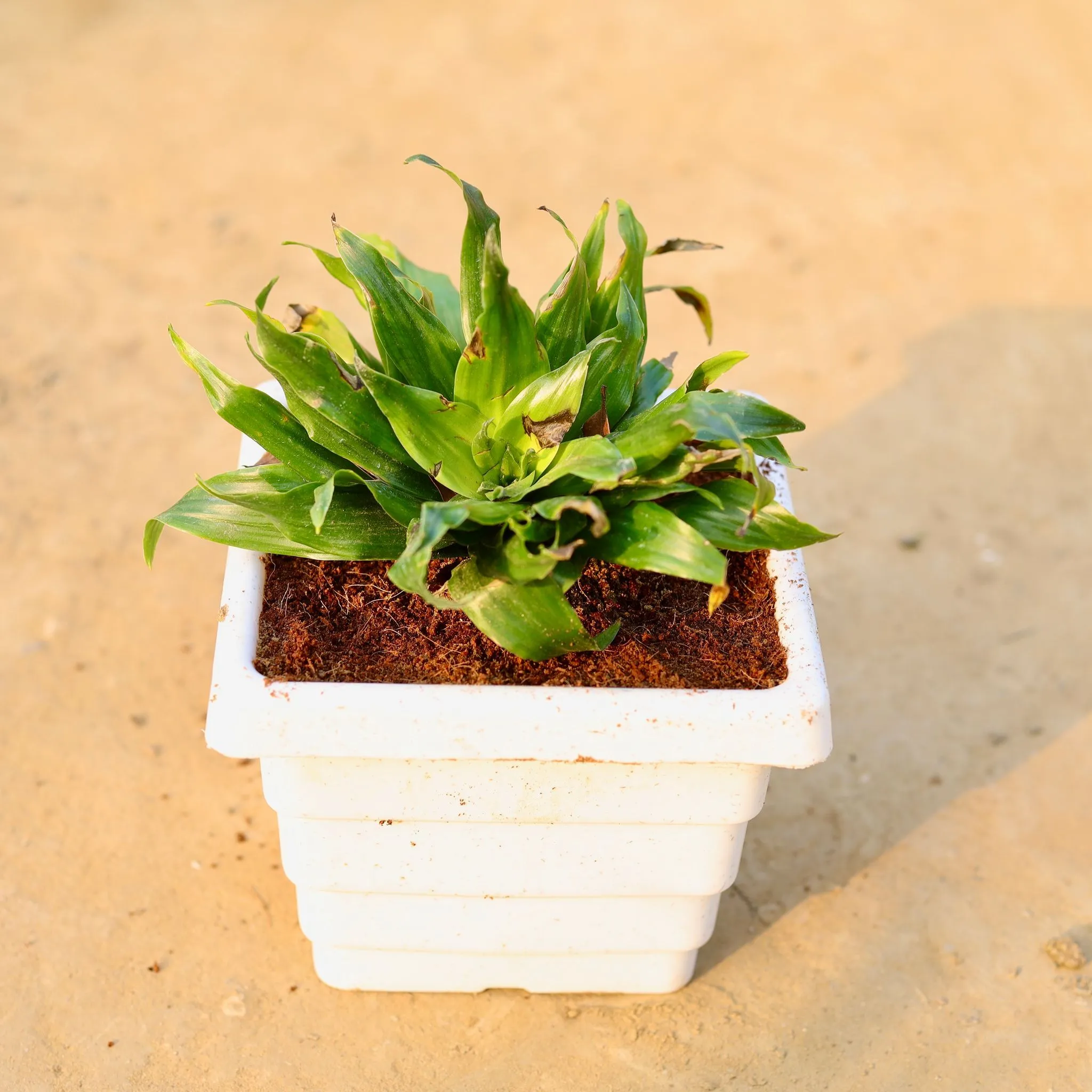 Dracaena Compacta in 6 Inch White Marble Premium Orchid Square Plastic Pot