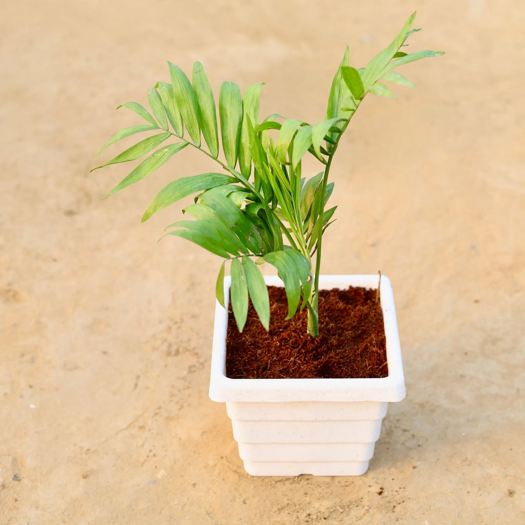 Chameadorea Palm in 6 Inch White Marble Premium Orchid Square Plastic Pot