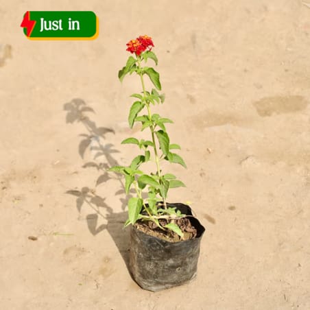 Lantana (Any Colour) in 4 Inch Nursery Bag