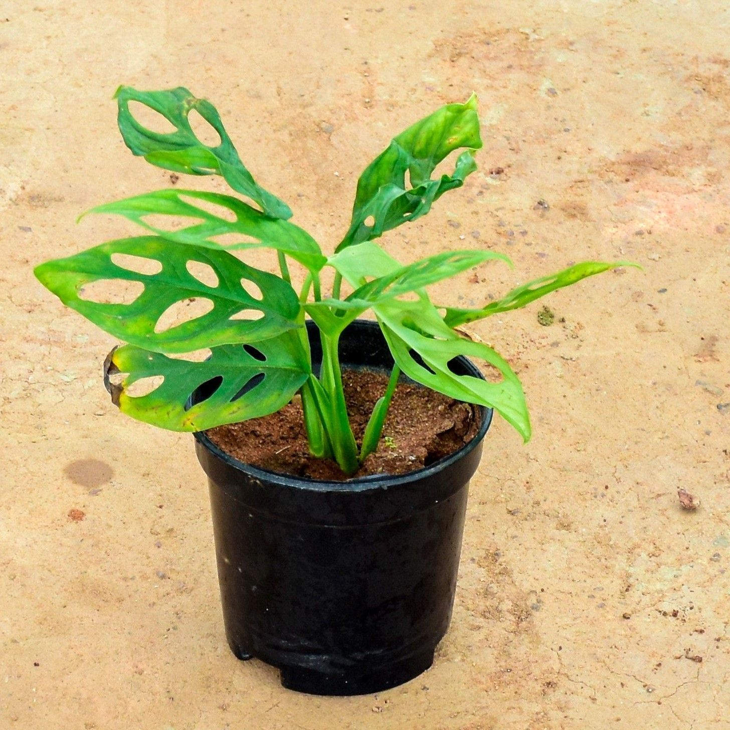 Monstera Broken Heart in 4 Inch Nursery Pot