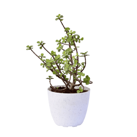 Lucky Jade in 4 Inch Premium Orchid Round Plastic Pot (colour may vary)