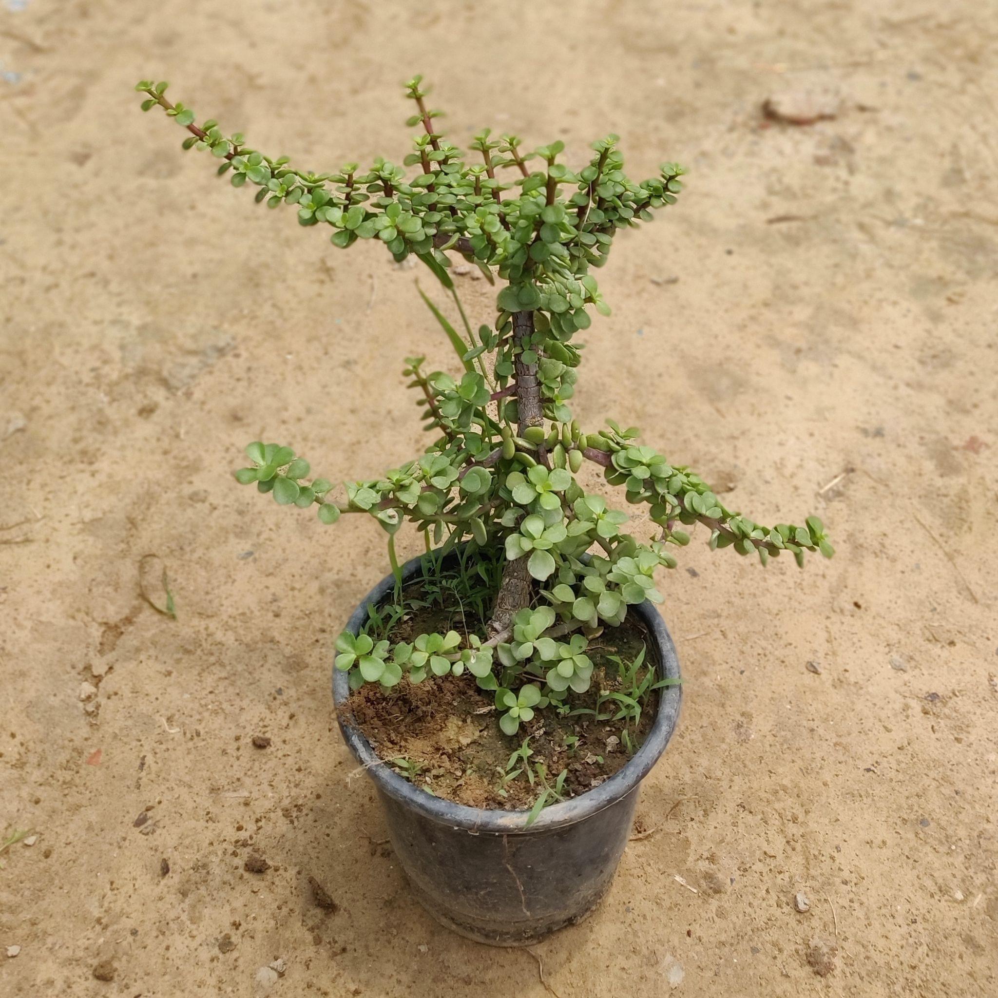 Jade Plant in 4 Inch Nursery Pot