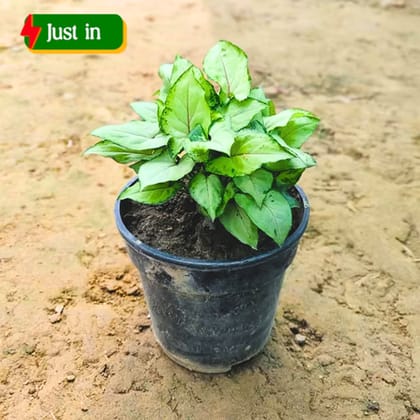 Syngonium Yammi in 4 Inch Nursery Pot