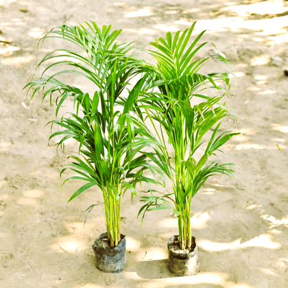 Set of 2 - Areca Palm (2-2.5 Ft) in 6 Inch Nursery bag