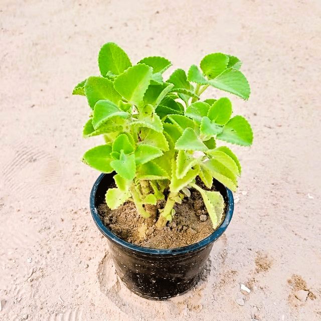 Ajwain Plant in 6 Inch Nursery Pot