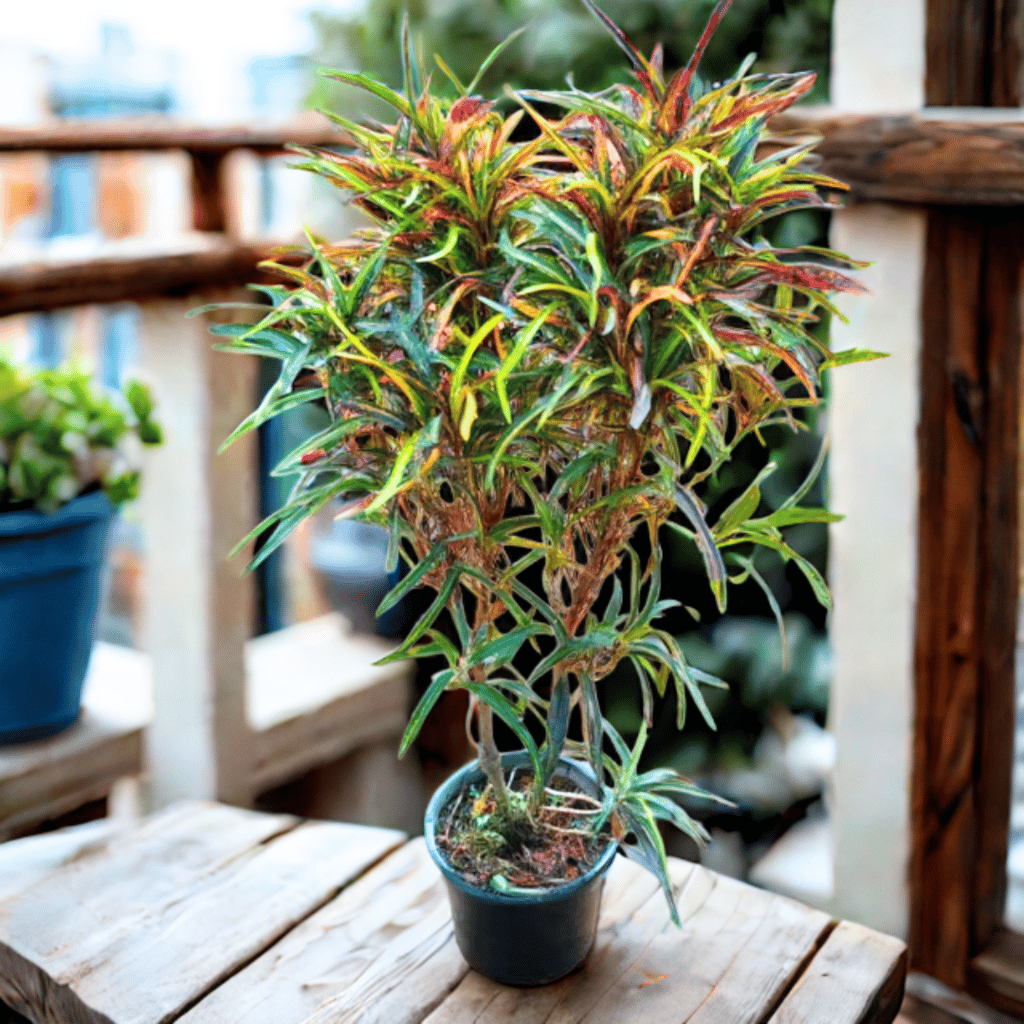 Croton Multi Colour in 7 Inch Nursery Pot Croton Multi Colour in 7 Inch Nursery Pot