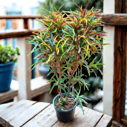 Croton Multi Colour in 7 Inch Nursery Pot