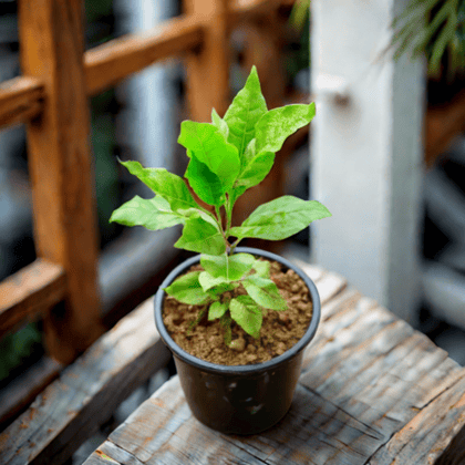 Bel Patra in 6 Inch Nursery Pot