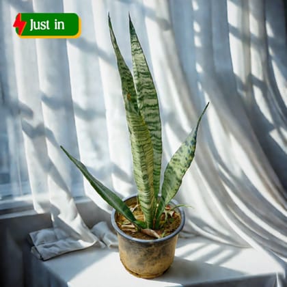 Snake Plant in 6 Inch Nursery Pot