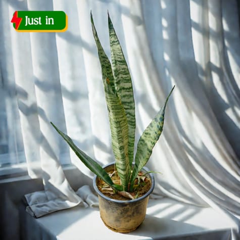 Snake Plant in 6 Inch Nursery Pot