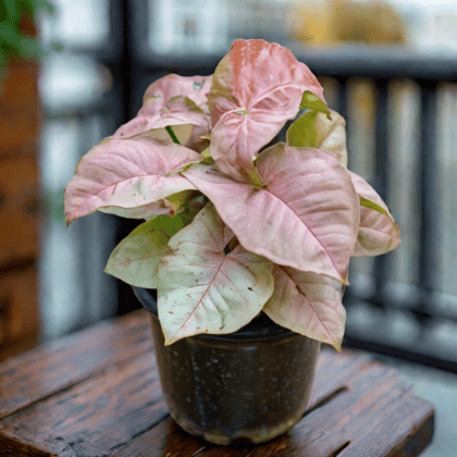 Syngonium Pink in 3 Inch Nursery Pot