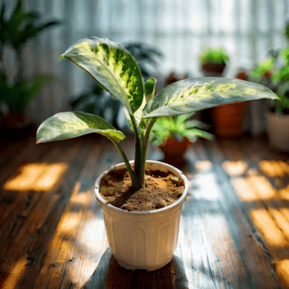 Dieffenbachia Seguine in 6 Inch White Super Nursery Pot