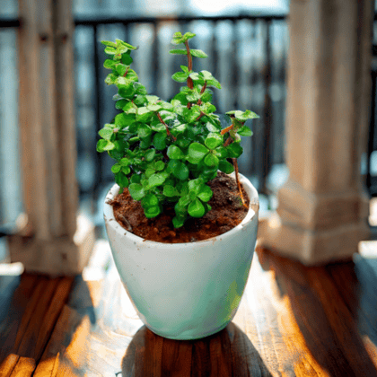 Gift Ready - Lucky Jade in 5 Inch Classy White Cup Ceramic Pot With a Chic Bag