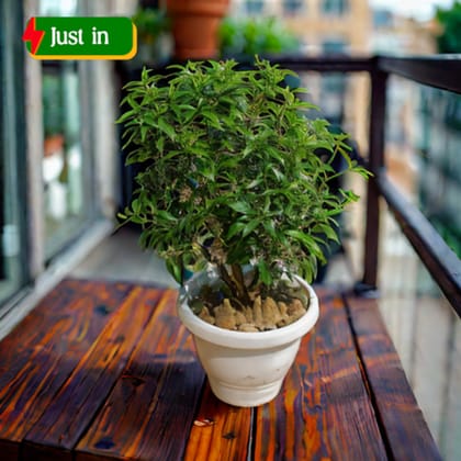 Chandni Dwarf in 8 Inch Classy White Plastic Pot