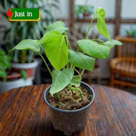 Monstera Full leaf in 8 Inch Nursery Pot