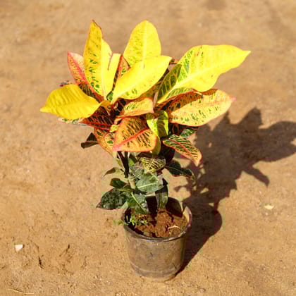Croton Petra Pune Variety in 6 Inch Nursery Pot