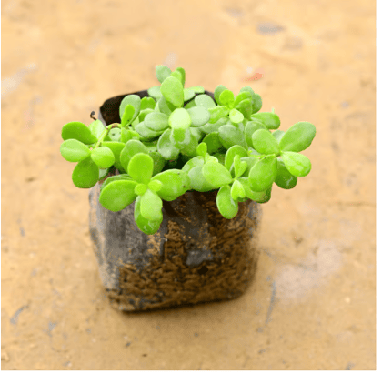 Jade Plant in 4 Inch Nursery Bag