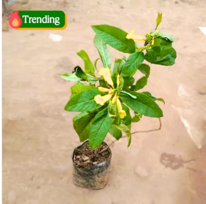 Tecoma Yellow in 5 Inch Nursery Bag