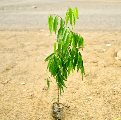 Ashoka Plant in 6 Inch Nursery Bag