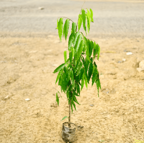 Ashoka Plant in 6 Inch Nursery Bag