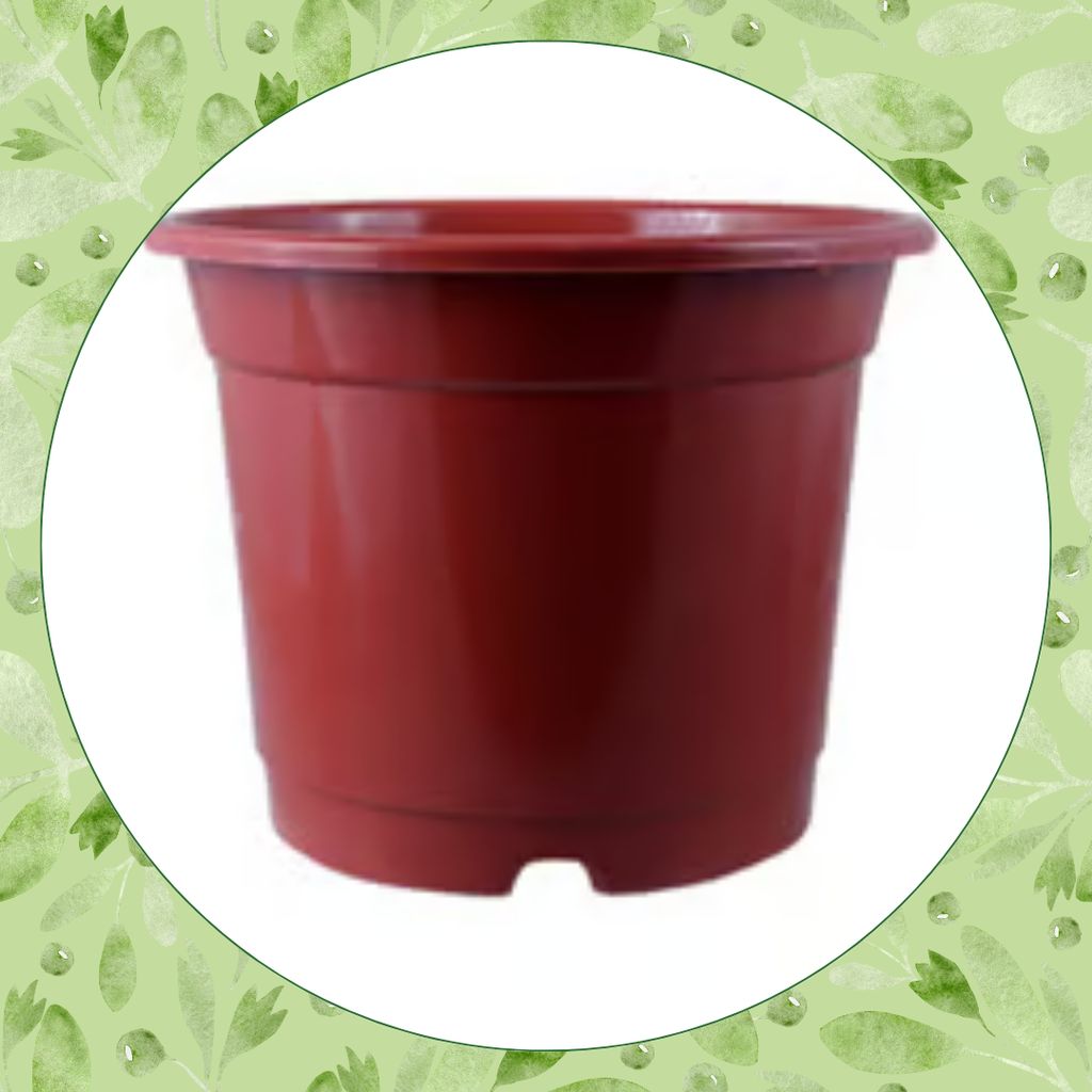 Free Gift - 4 Inch Red Nursery Pot - Flash Sale