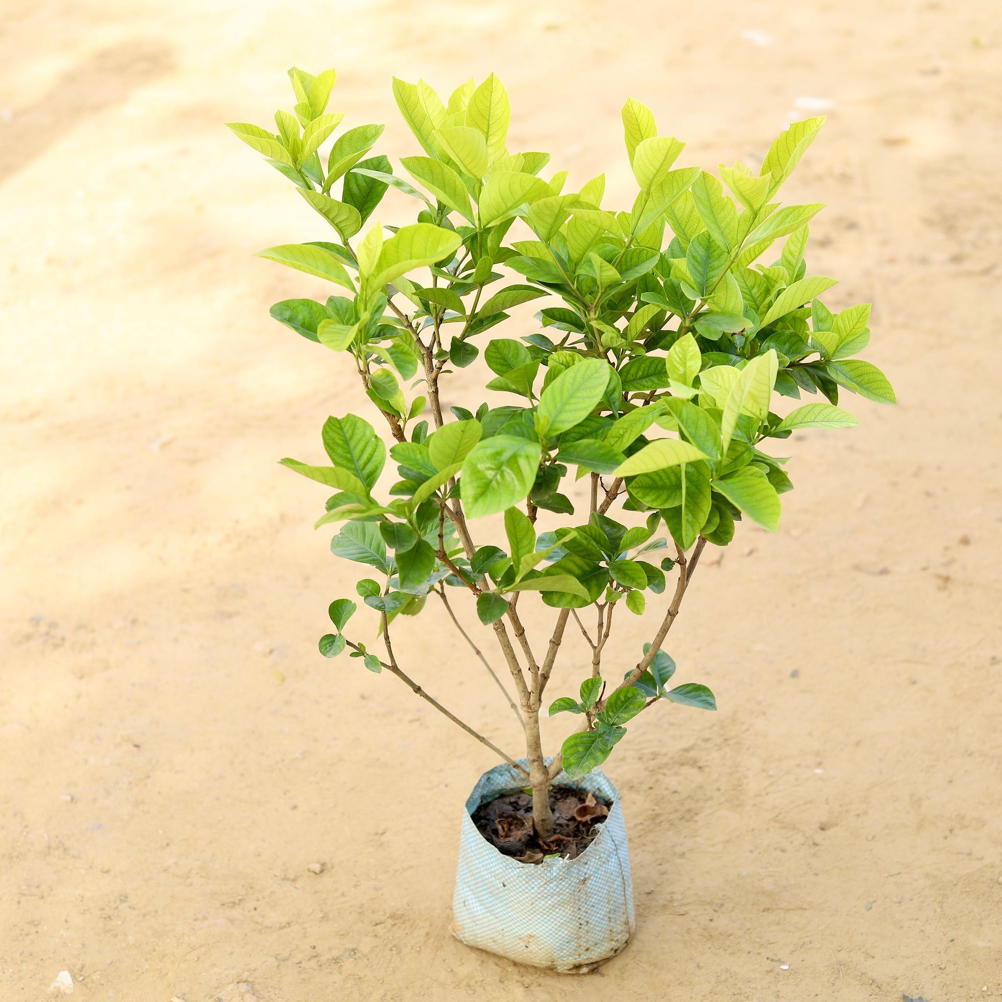 Gardenia Gandhraaj (any colour) in 8 Inch Nursery Bag