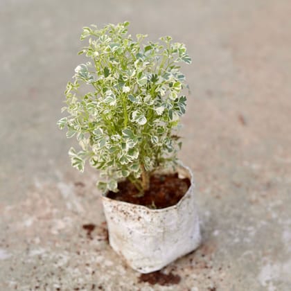 Aralia White Verigated in 5 Inch Nursery Bag