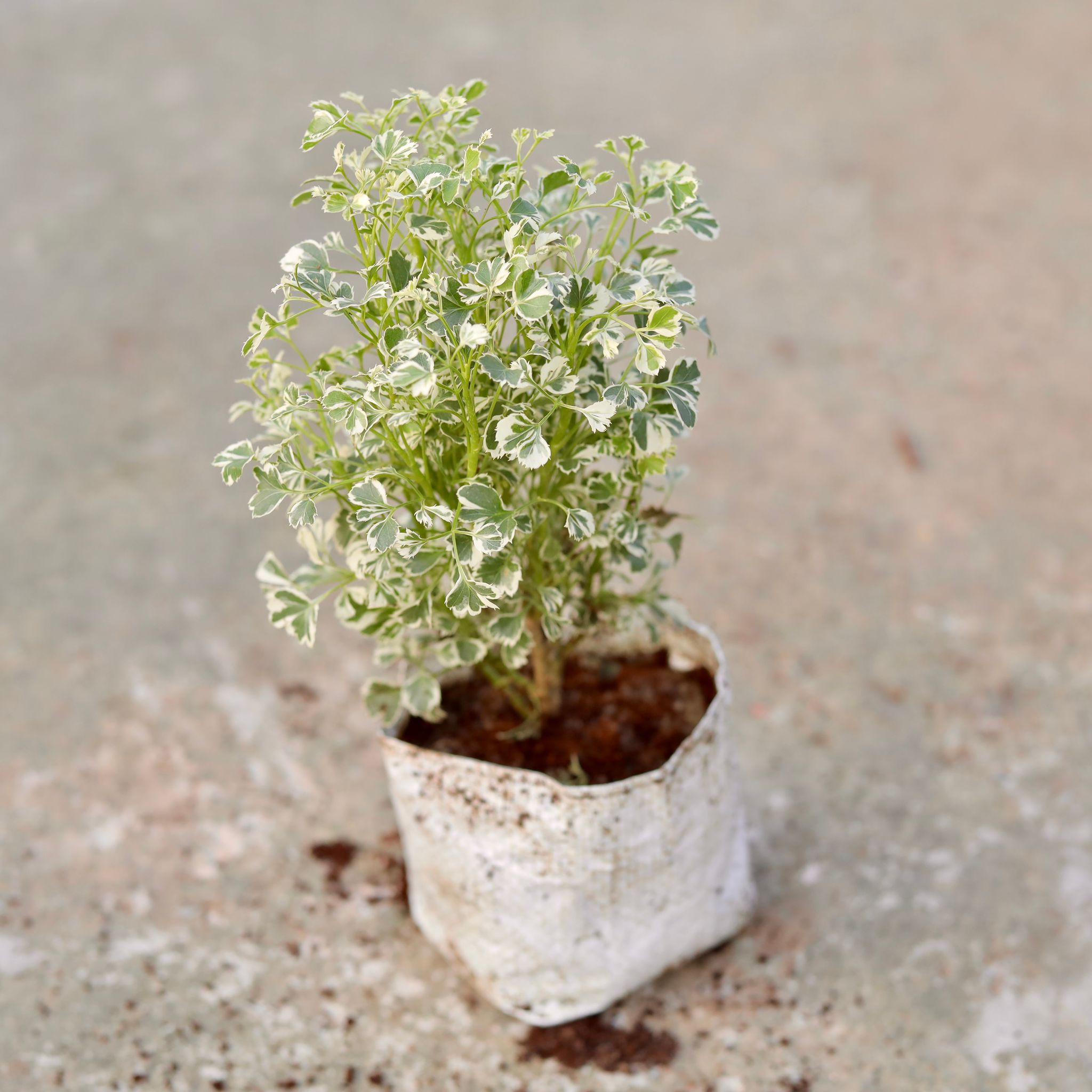 Aralia White Verigated in 5 Inch Nursery Bag