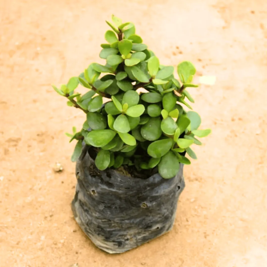 Lucky for Wealth Jade Plant in 4 Inch Nursery Bag